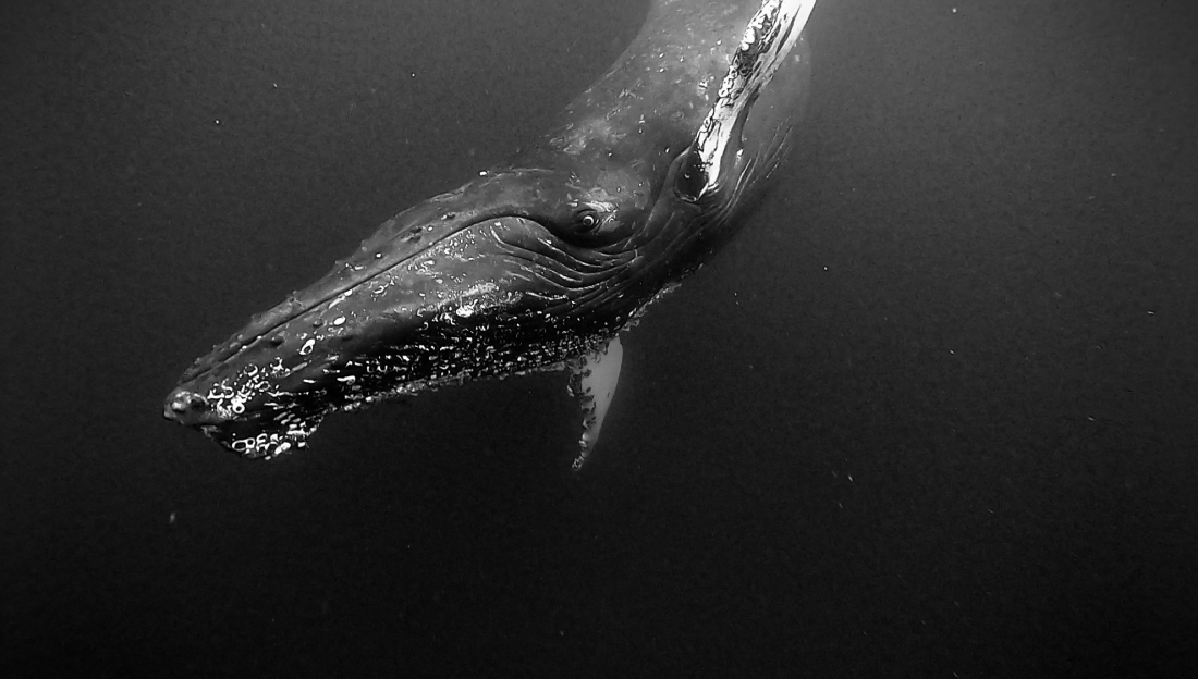 Whale encounter