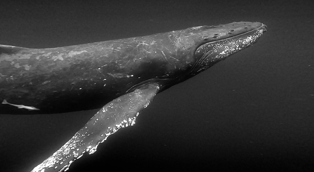 Whale encounter