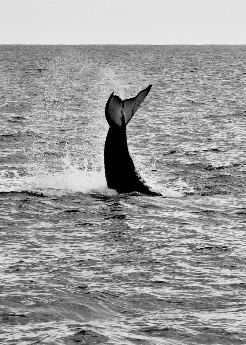 Whale encounter