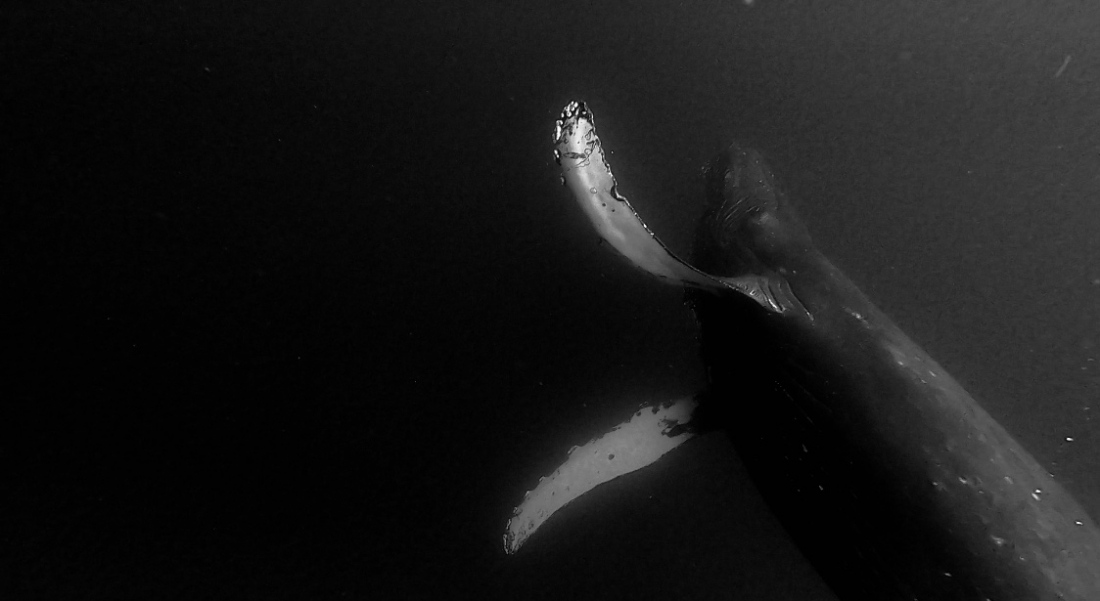 Whale encounter