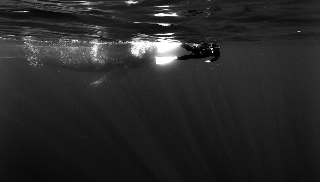 Whale encounter