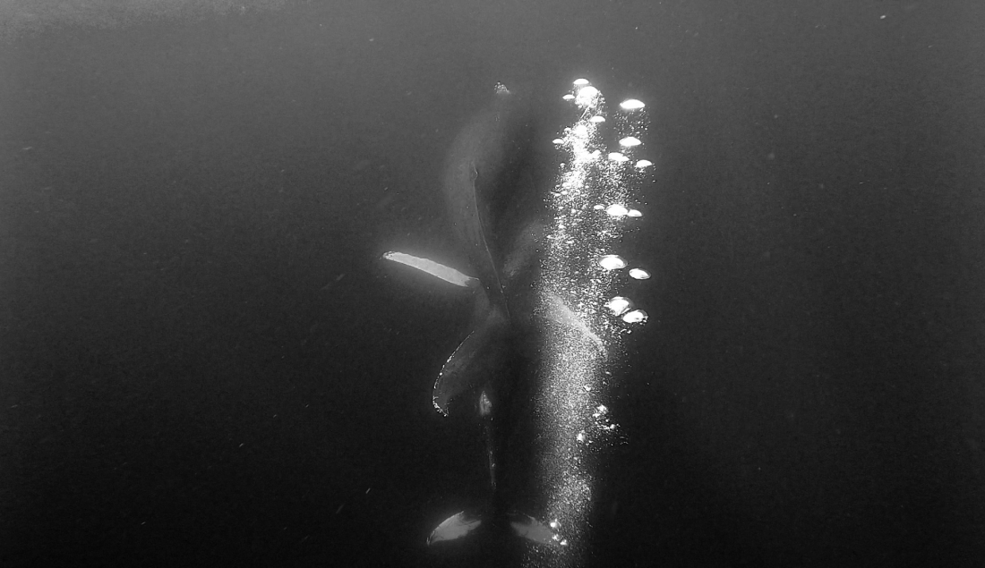 Whale encounter