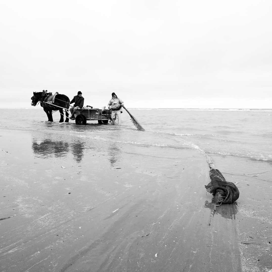The Horse and the Shrimp.