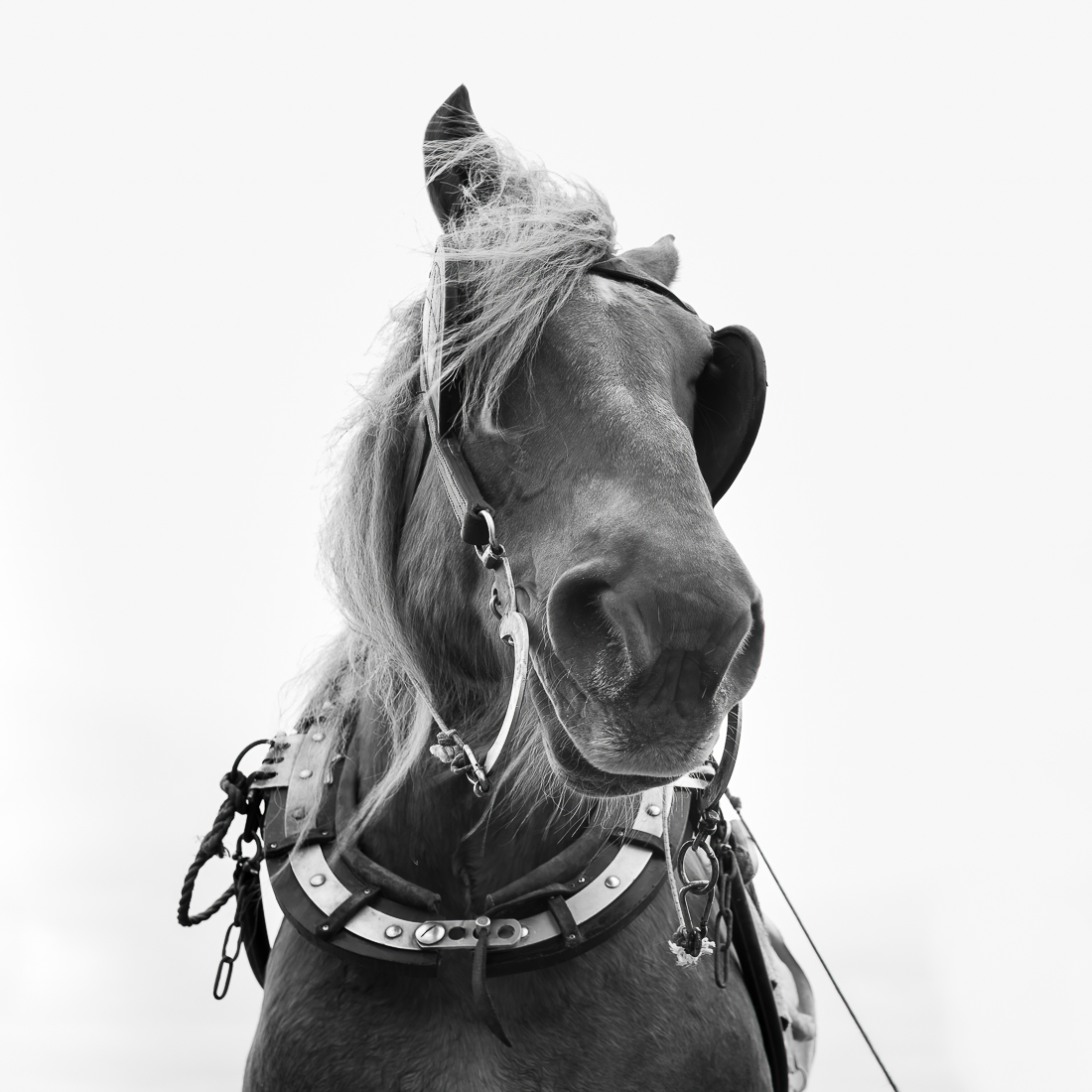 The Horse and the Shrimp.