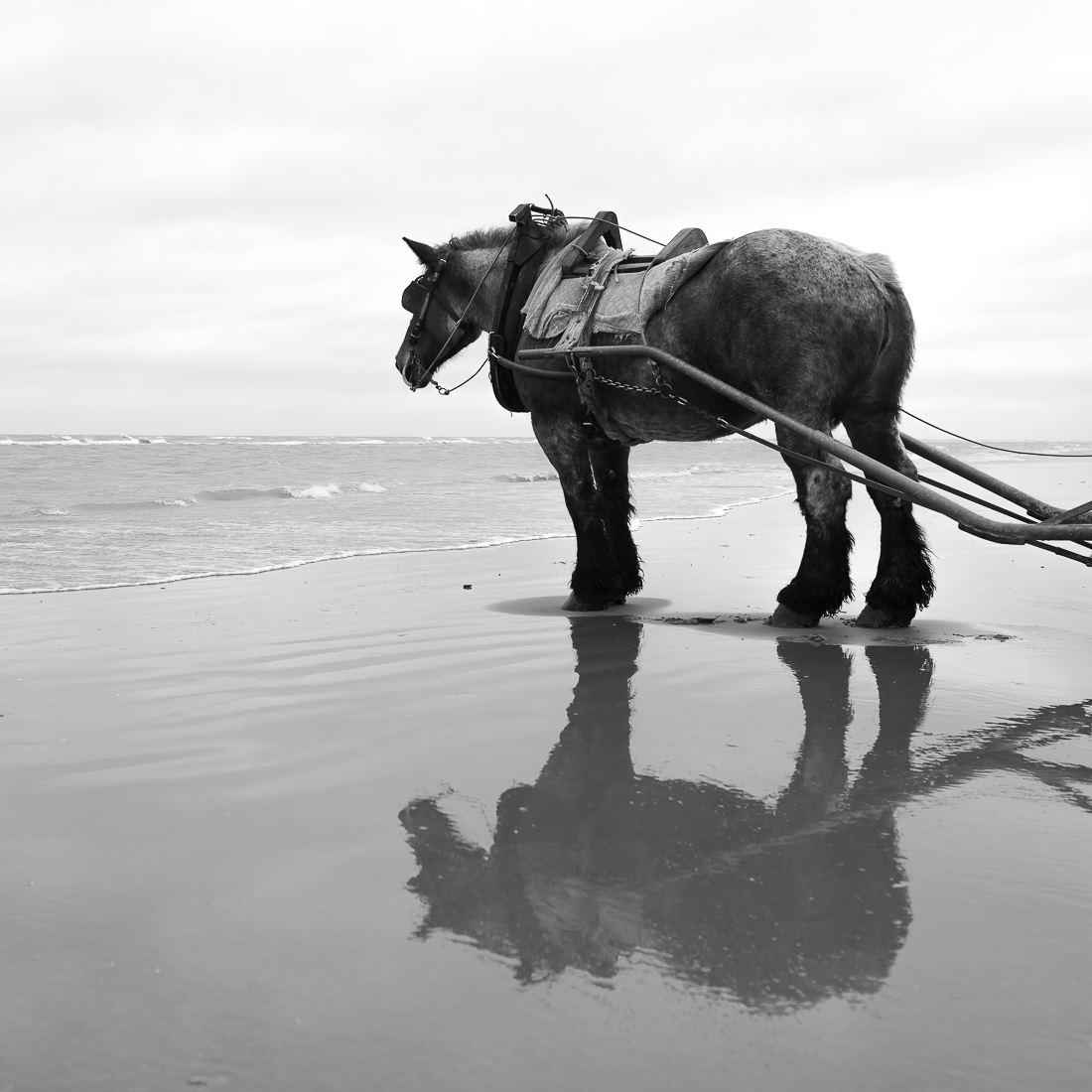 The Horse and the Shrimp.