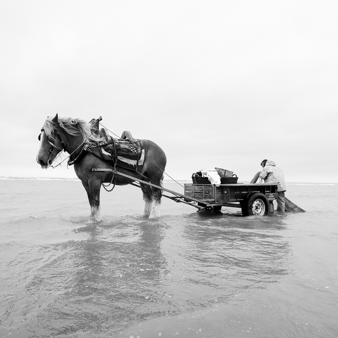 The Horse and the Shrimp.
