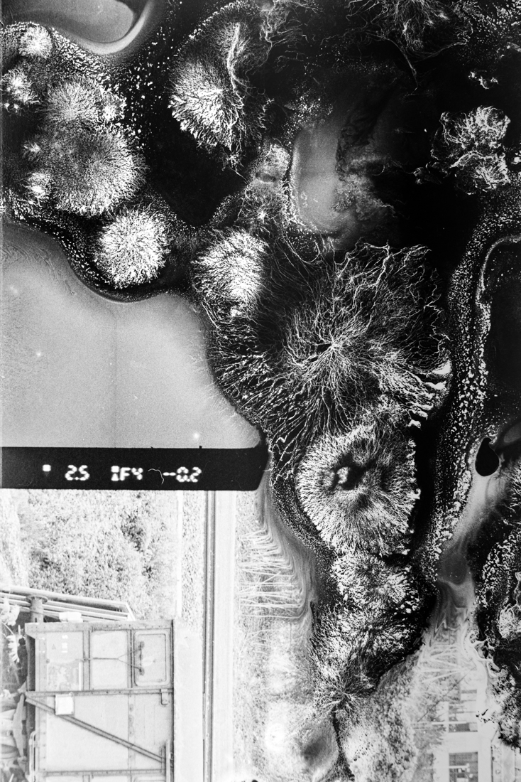 Parasite