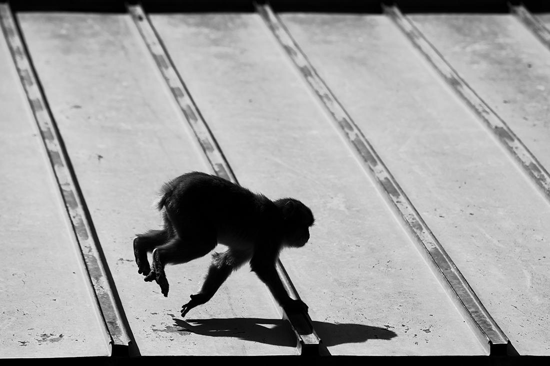 Life of monkeys