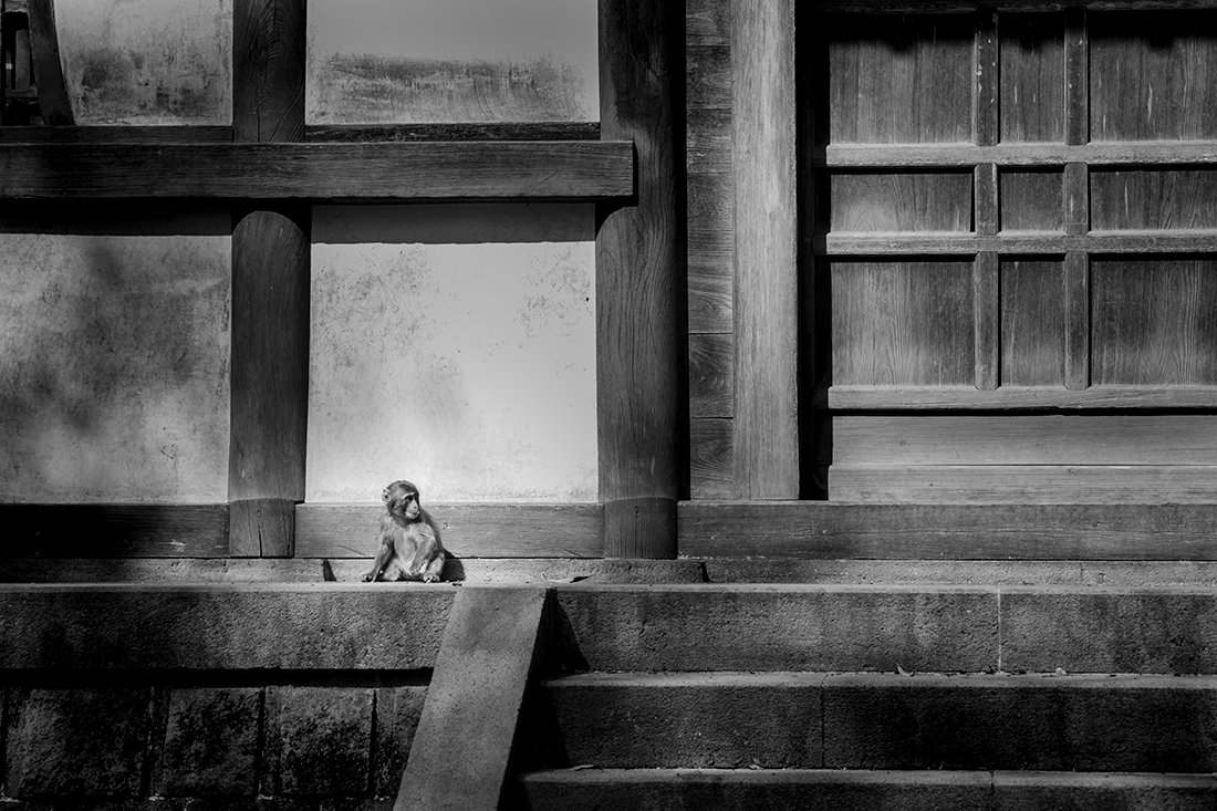 Life of monkeys