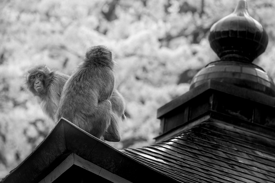 Life of monkeys