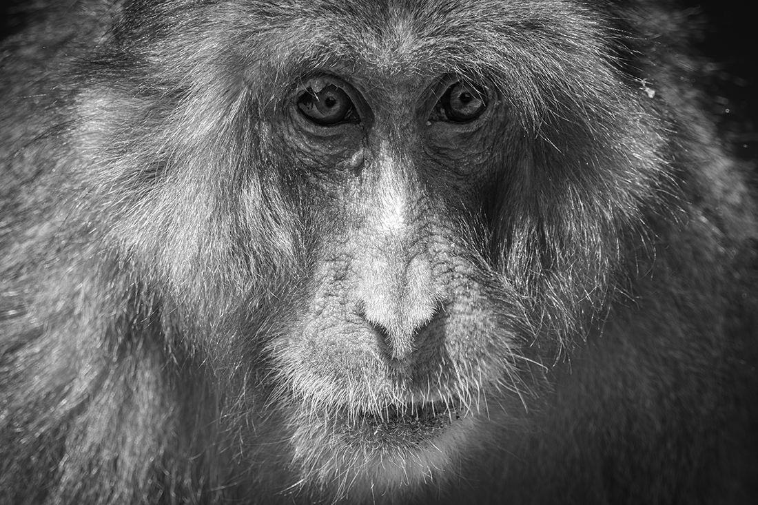 Life of monkeys