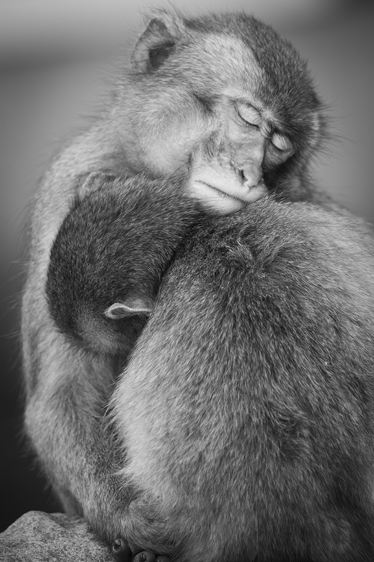 Life of monkeys