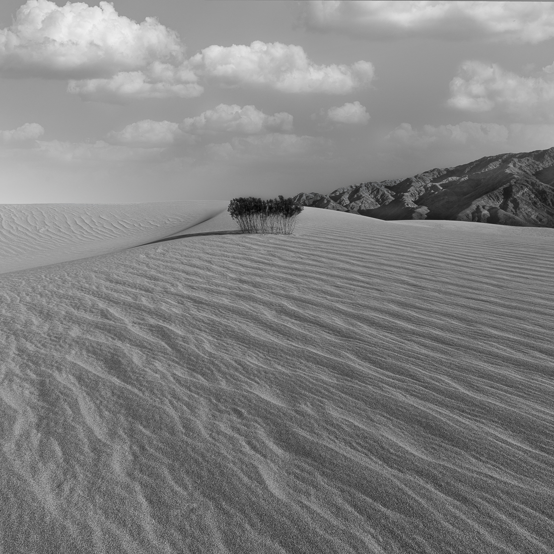 SHADOWLANDS