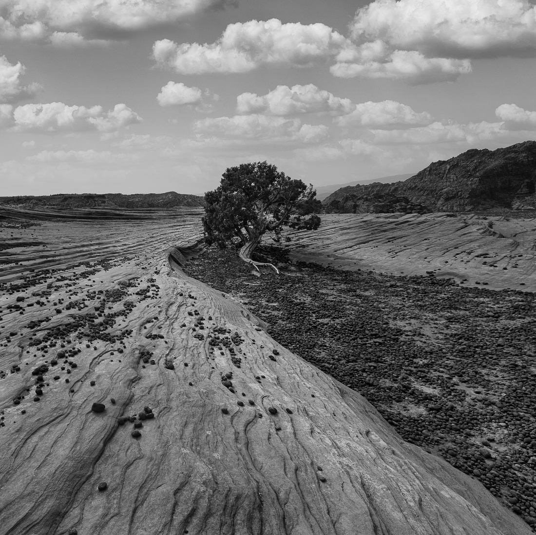 ROCK-RIVER-TREE