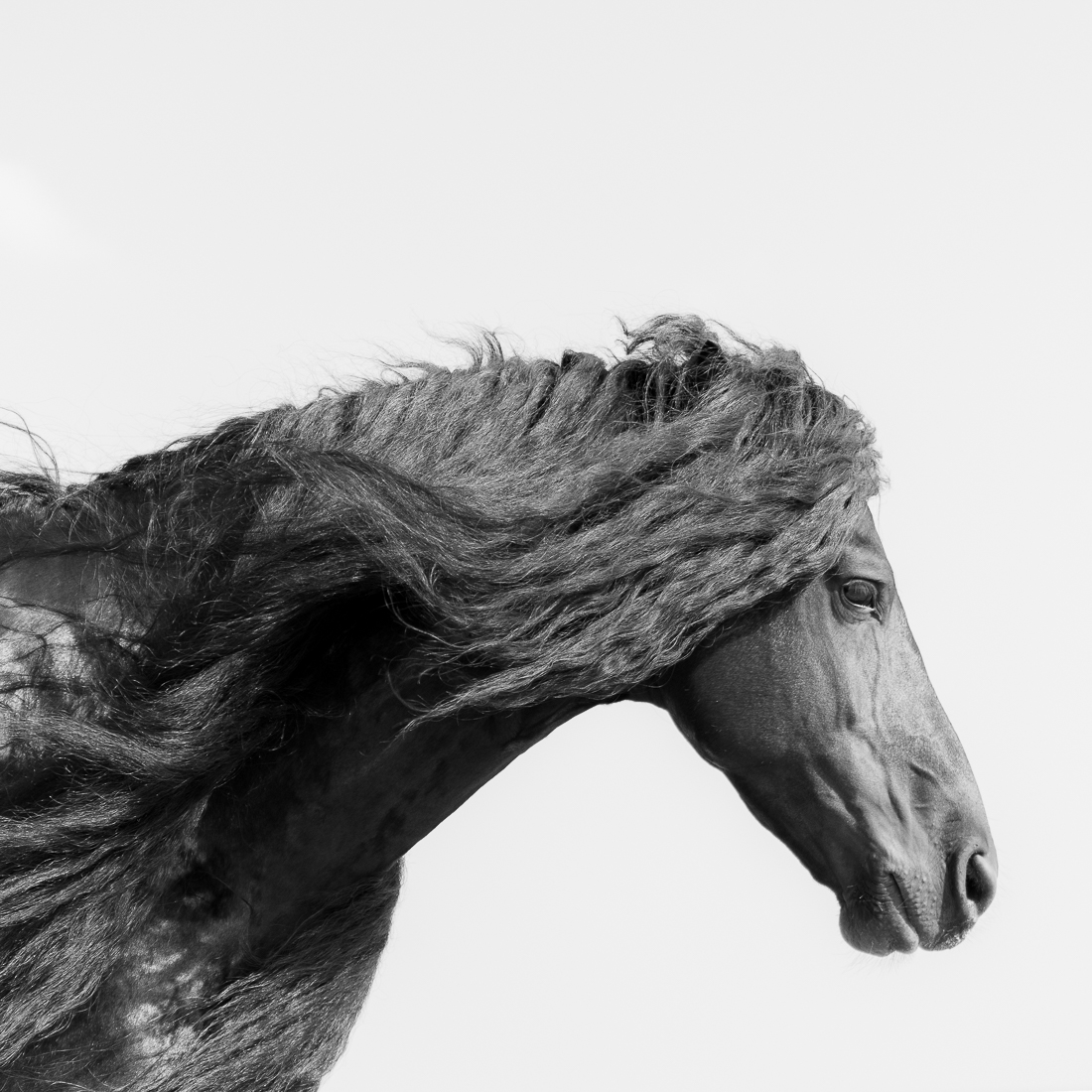 Dark Horse.