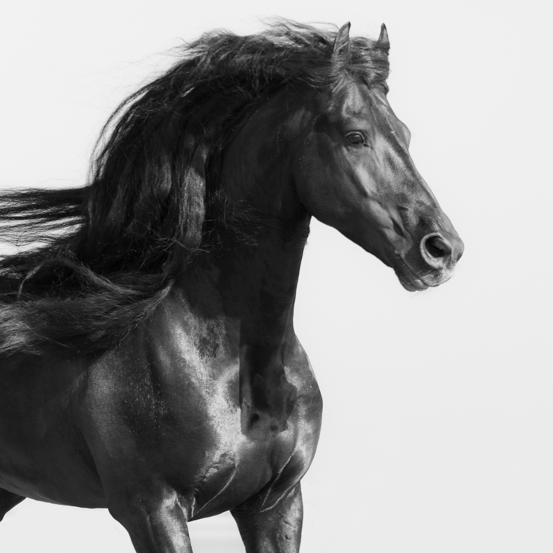 Dark Horse.