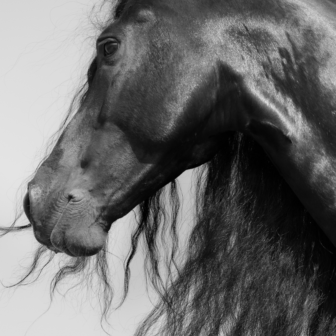 Dark Horse.