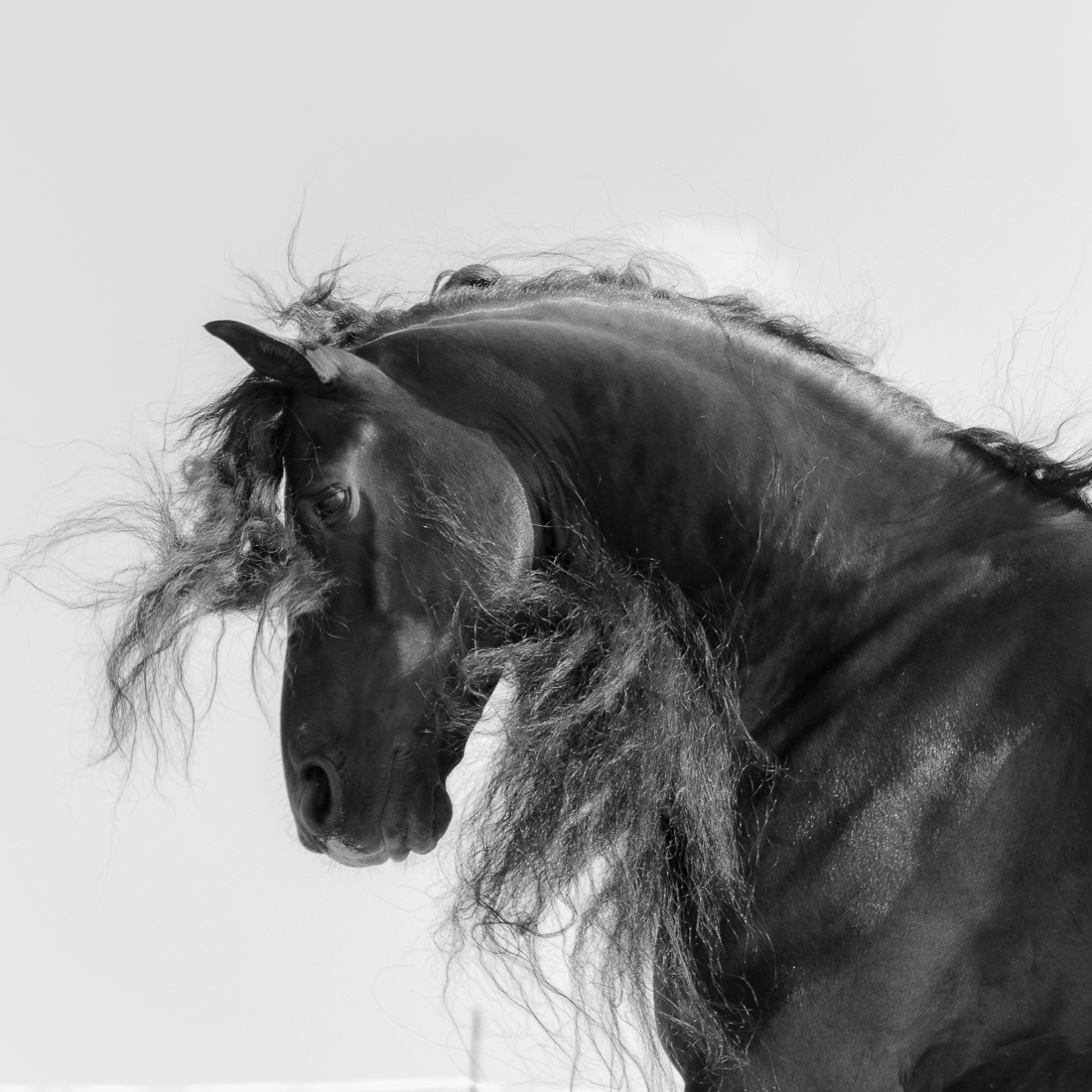 Dark Horse.