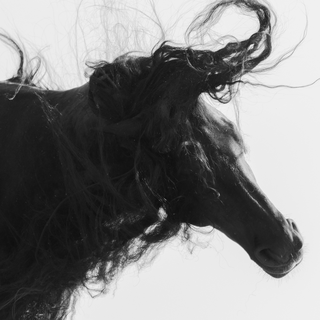Dark Horse.