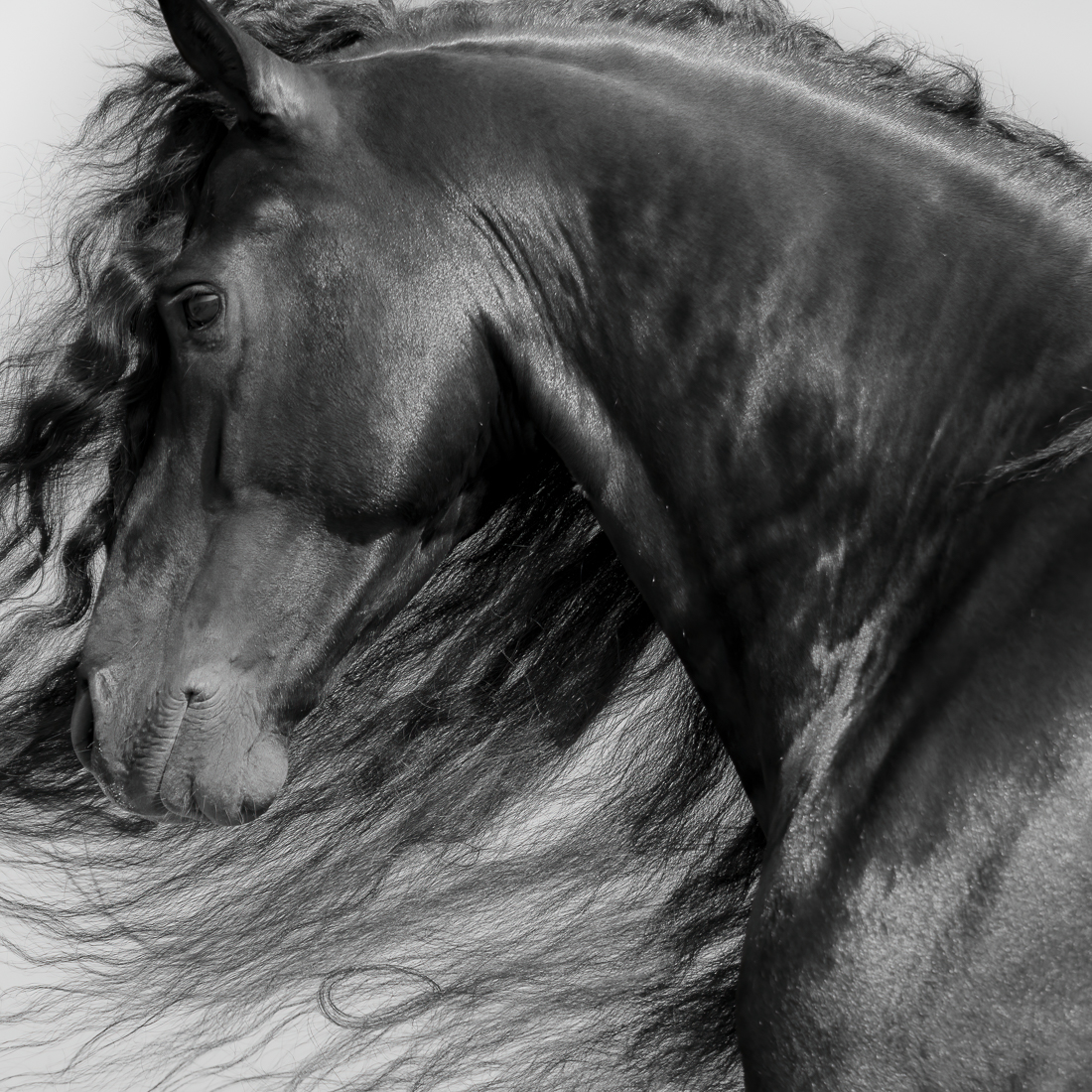 Dark Horse.