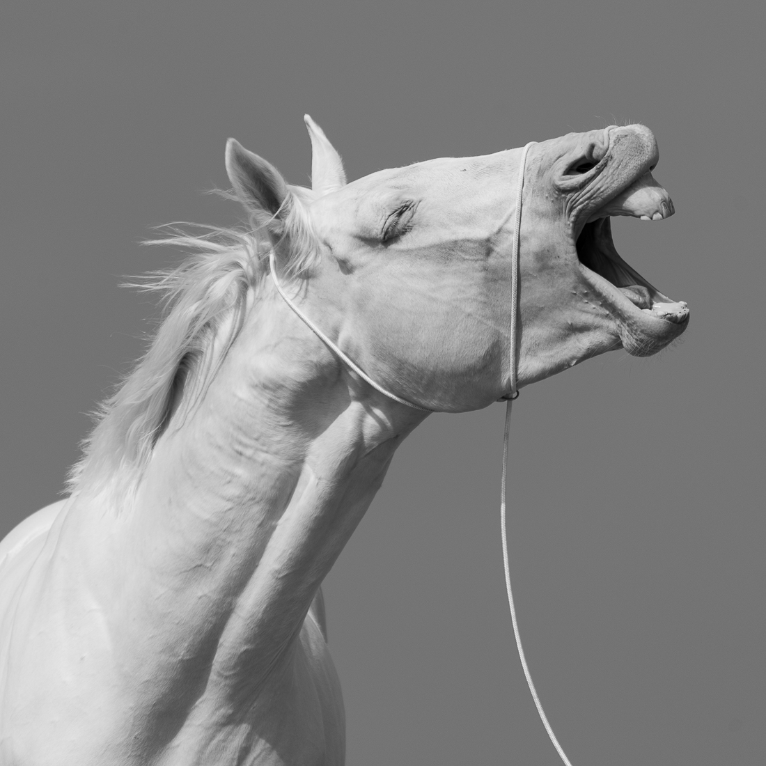 White Horse.