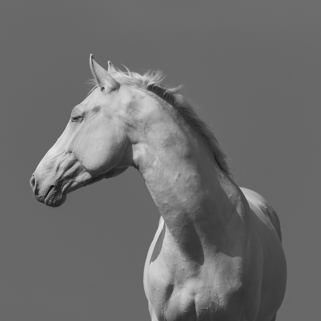 White Horse.