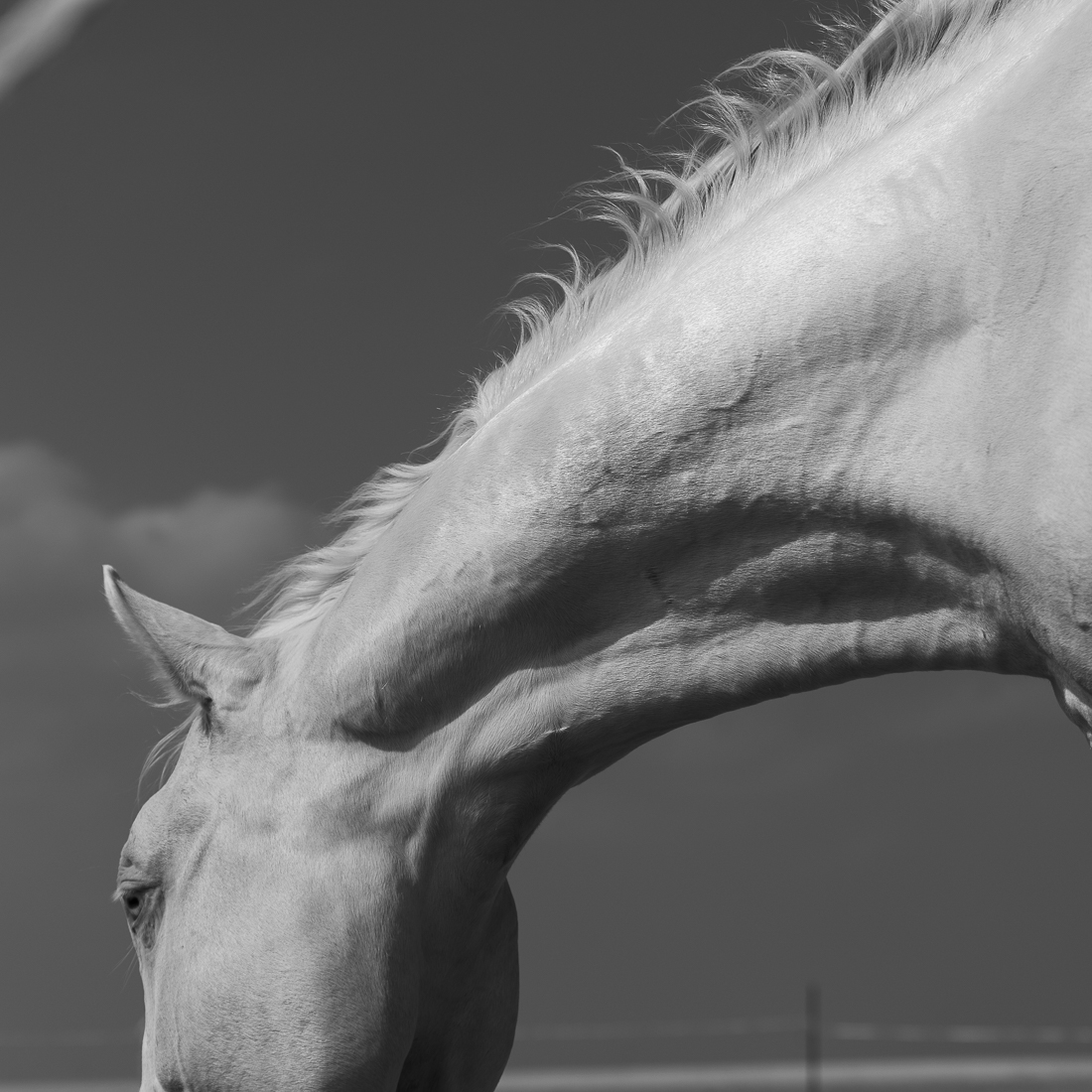 White Horse.