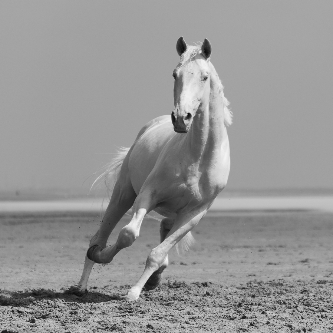 White Horse.