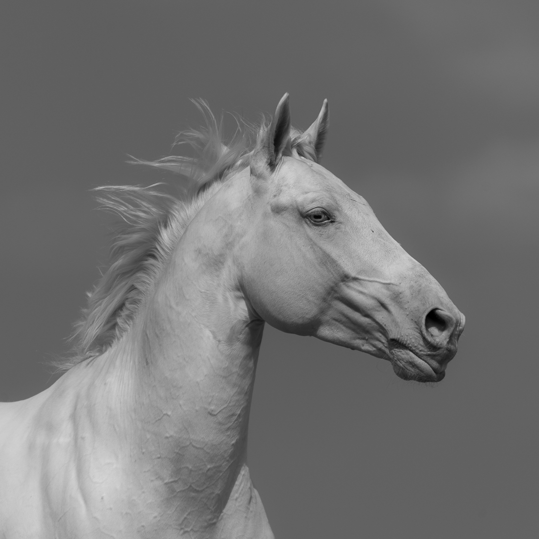 White Horse.