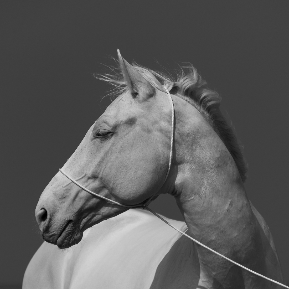 White Horse.