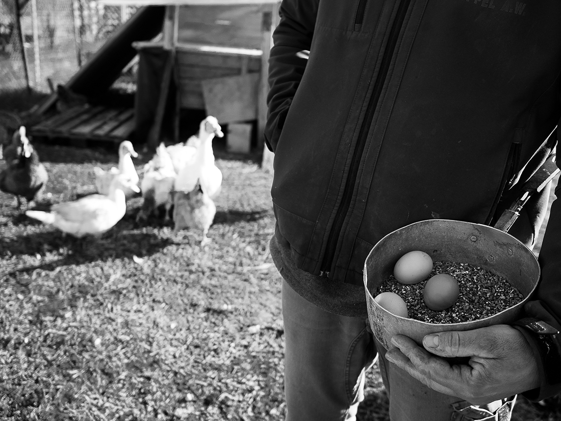 Pitbulls also eat eggs