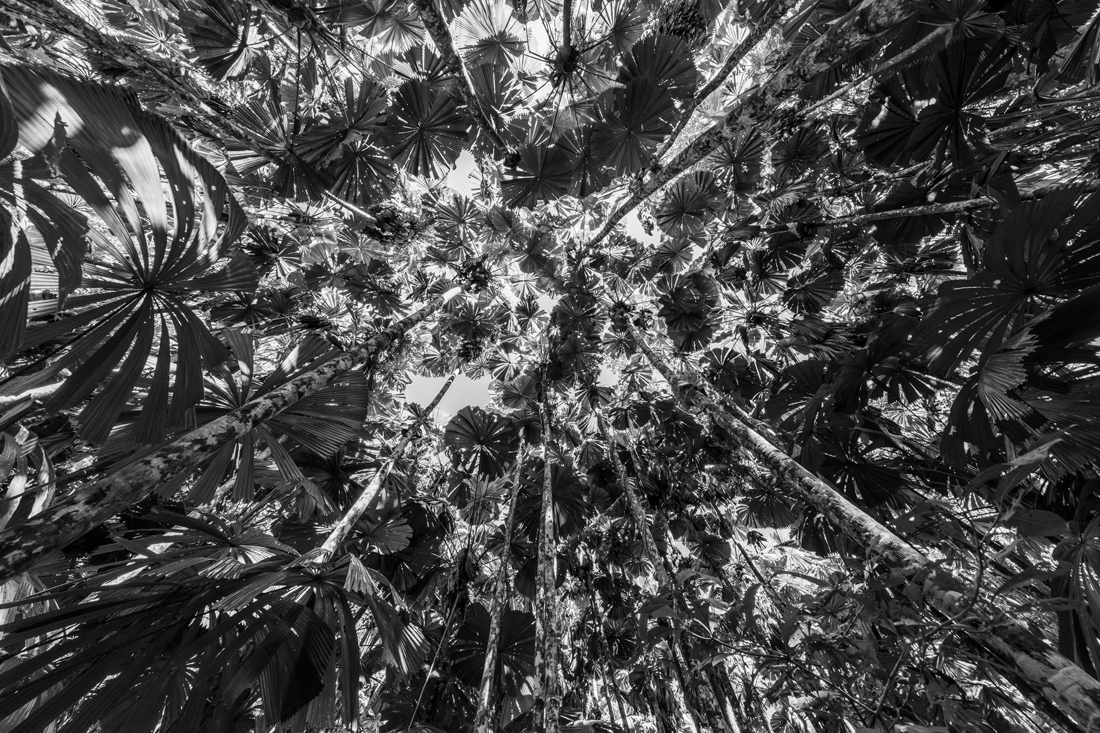 Canopy Cover