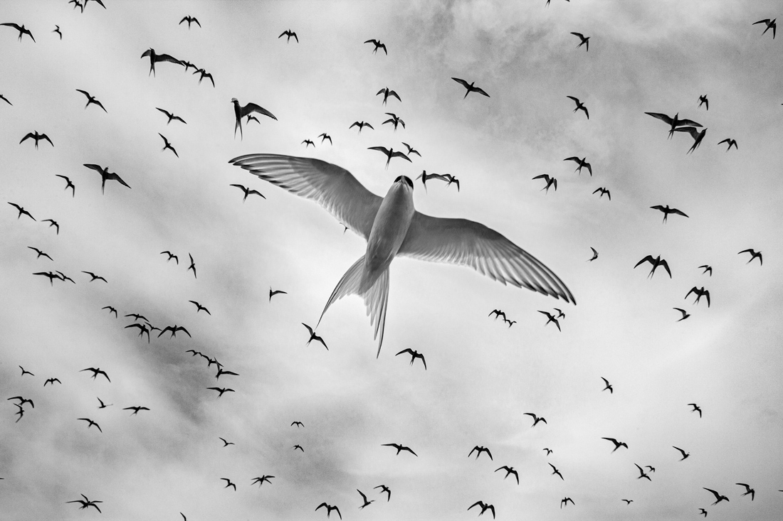 Arctic Tern
