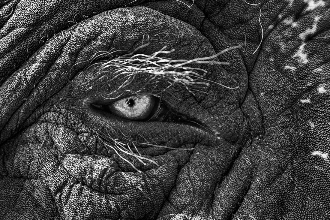 Elephant Eye