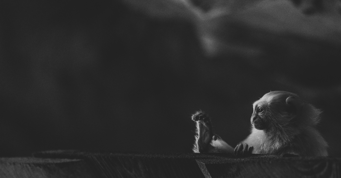 Monkey pedicure
