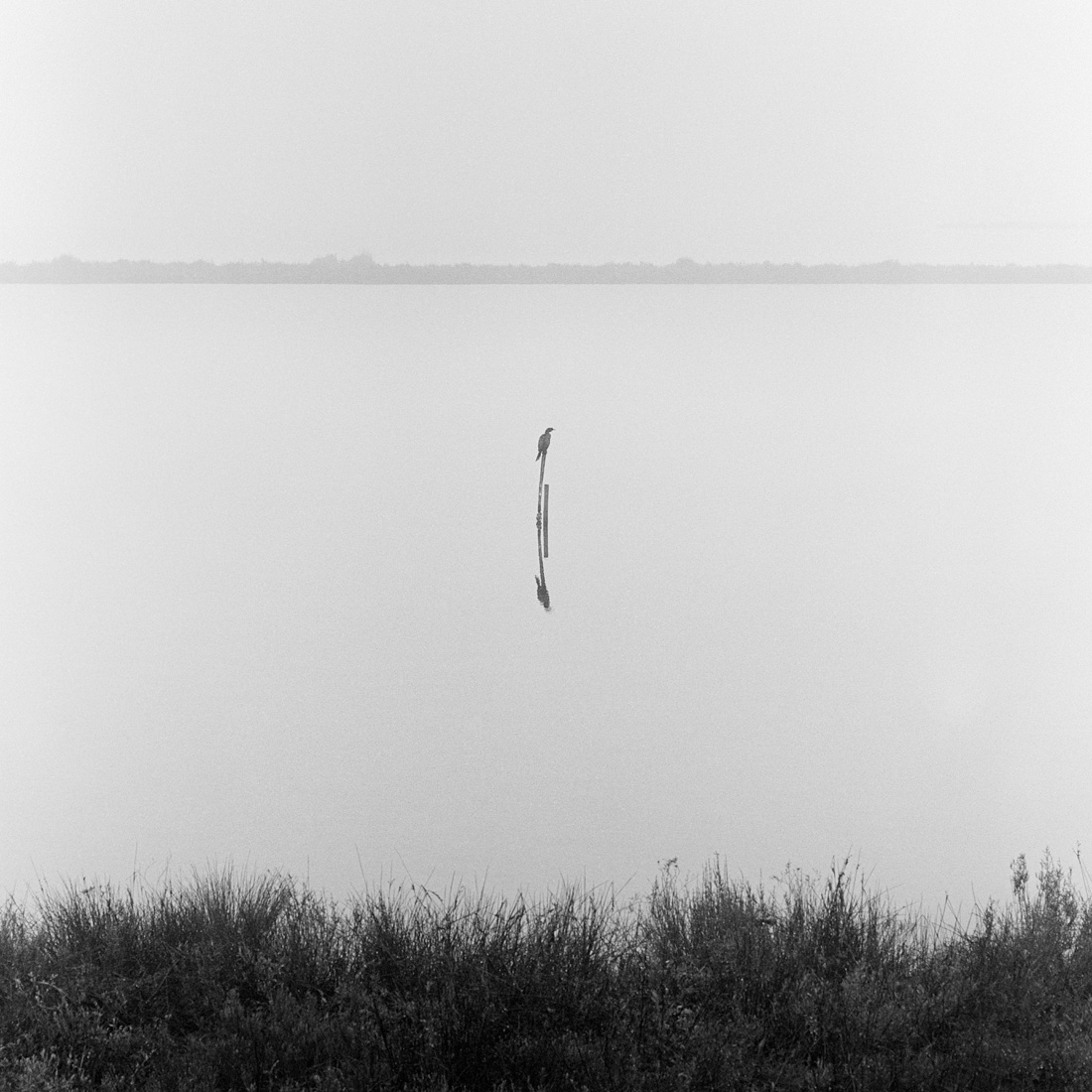 Where the Riverbank Weeps