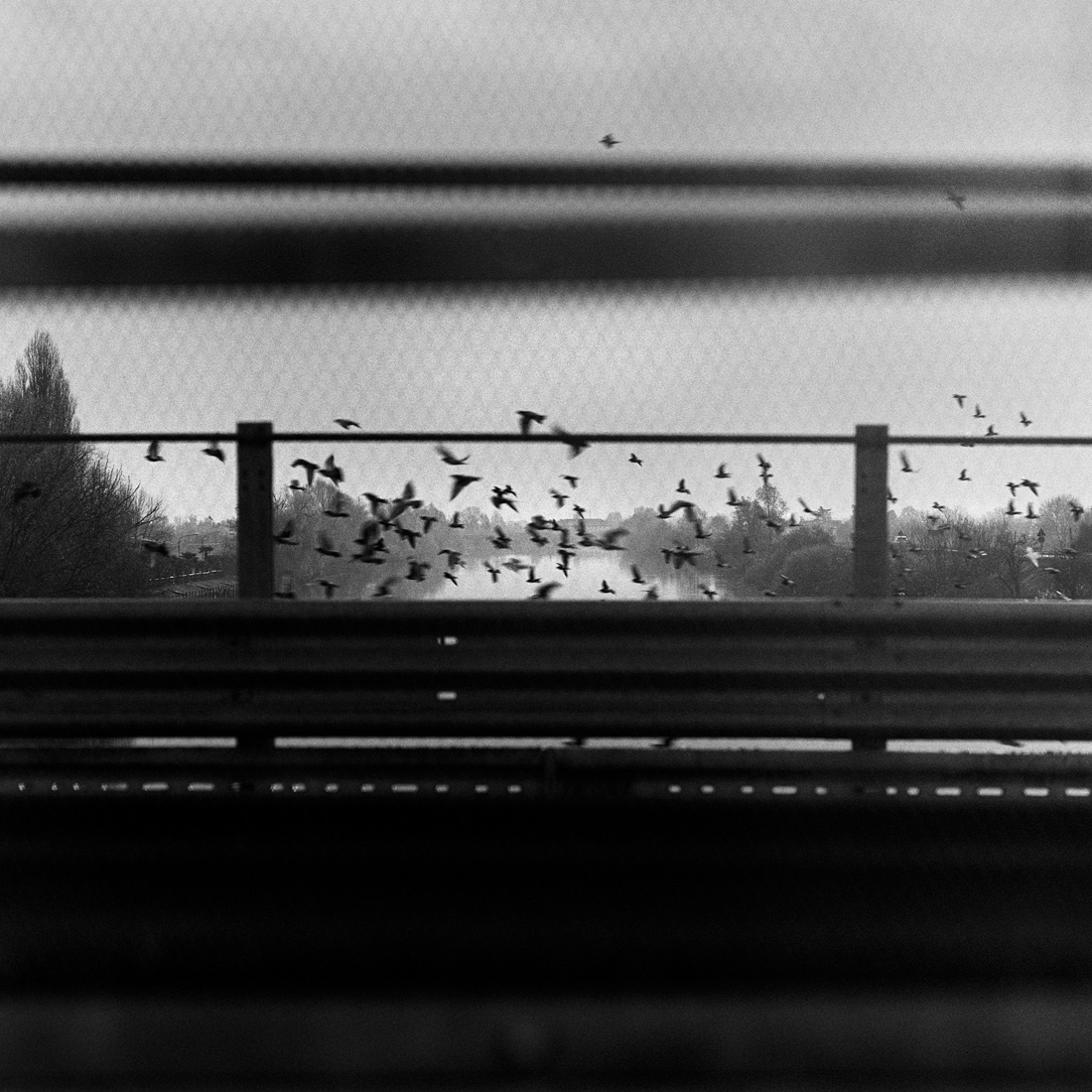 Where the Riverbank Weeps