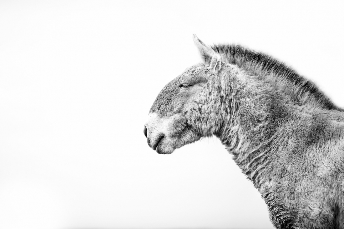 Przewalski Horse - The last primeval horses on planet
