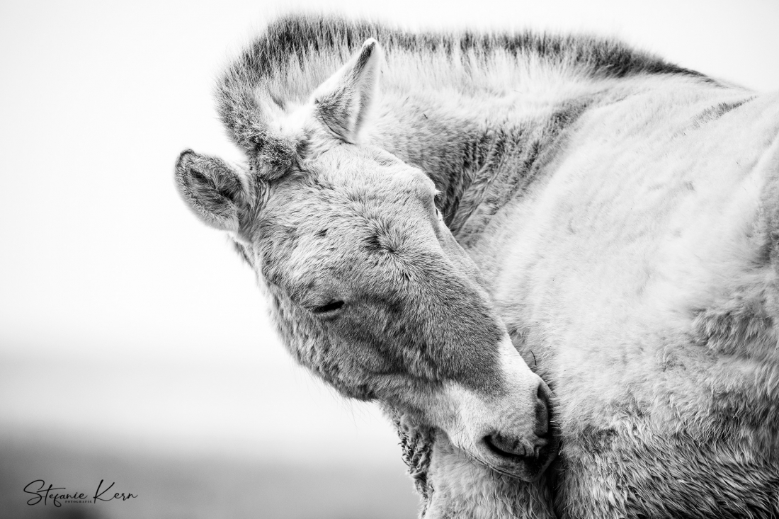 Przewalski Horse - The last primeval horses on planet
