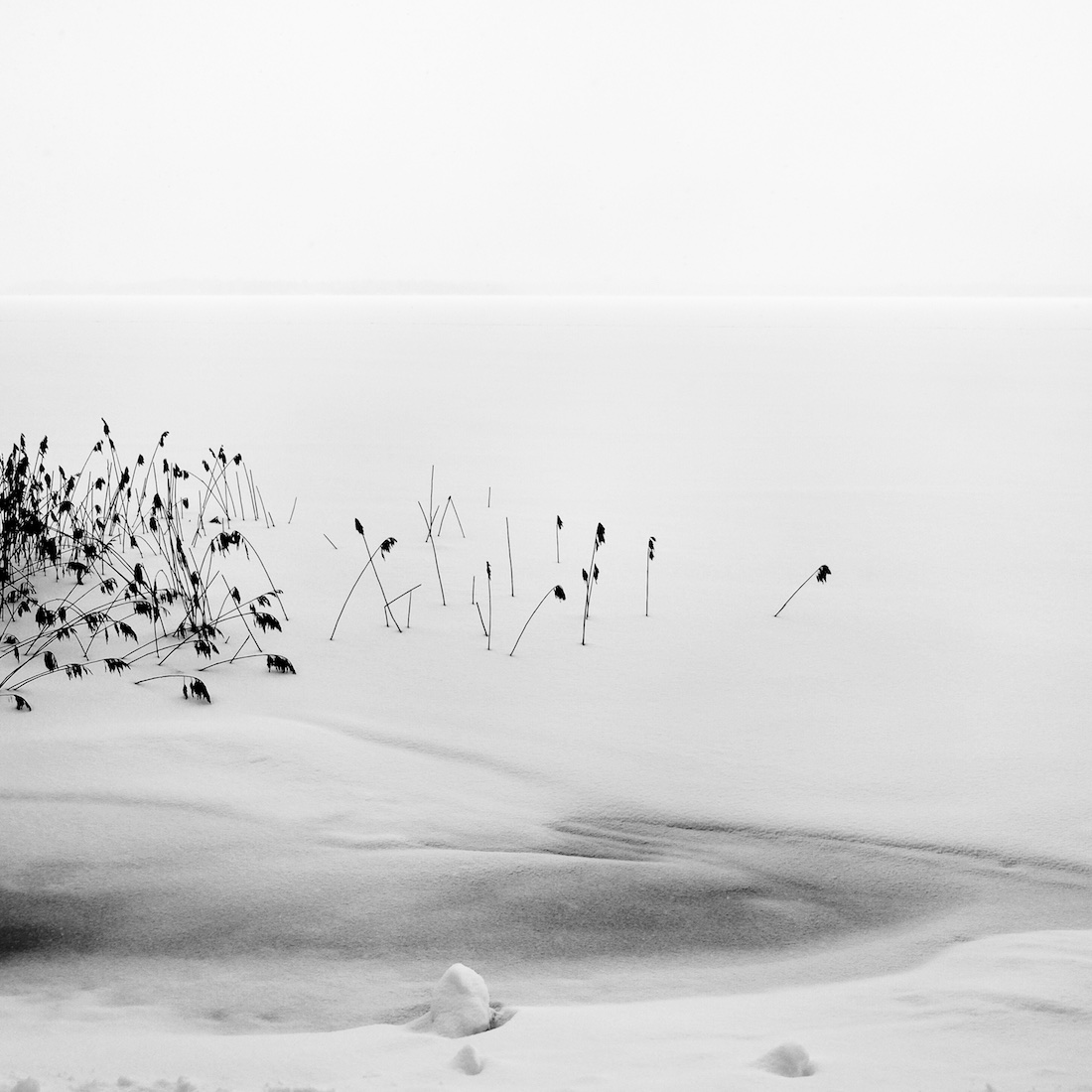 Reeds