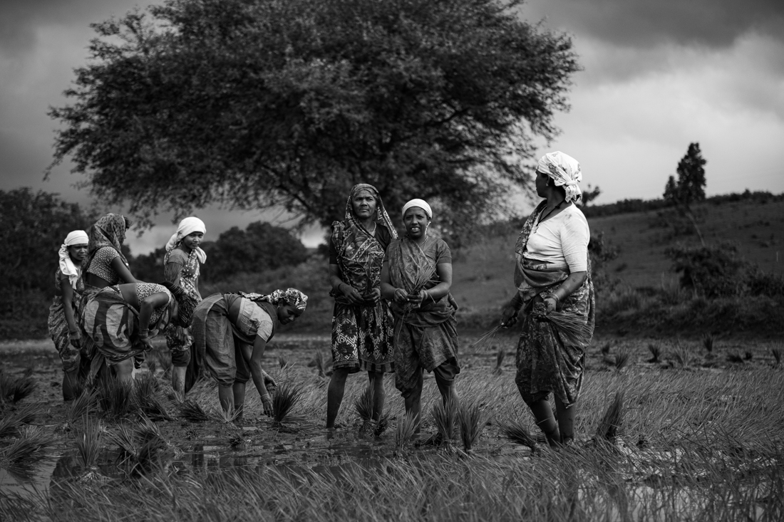 Towards the Green Revolution 