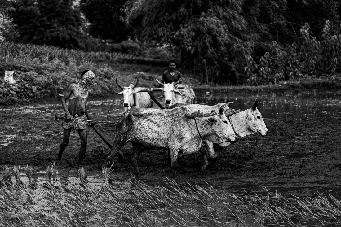Towards the Green Revolution 