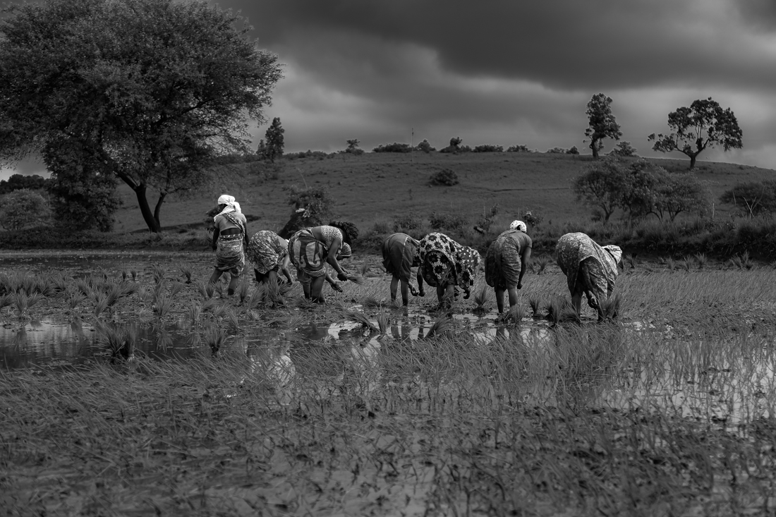 Towards the Green Revolution 