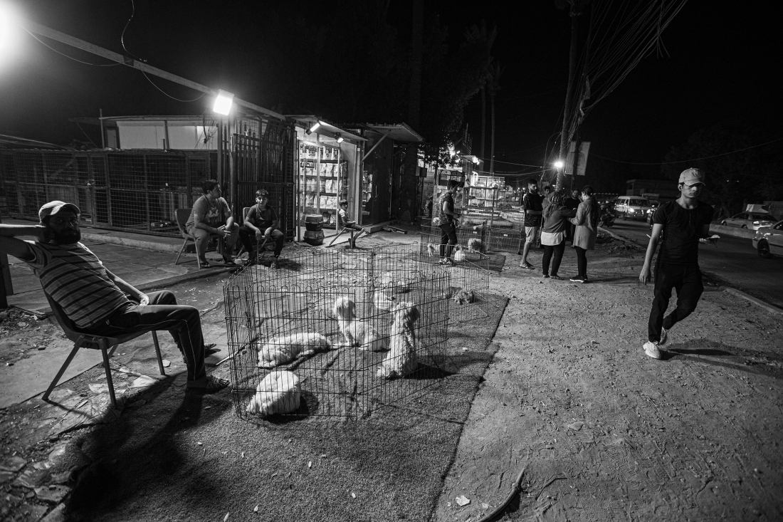 DOGS ARE (NOT) HARAM IN IRAQ