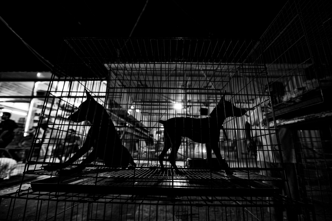 DOGS ARE (NOT) HARAM IN IRAQ
