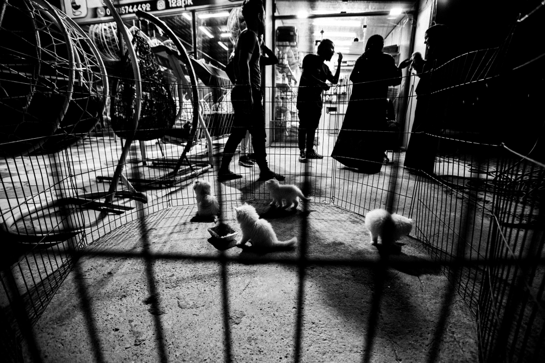 DOGS ARE (NOT) HARAM IN IRAQ