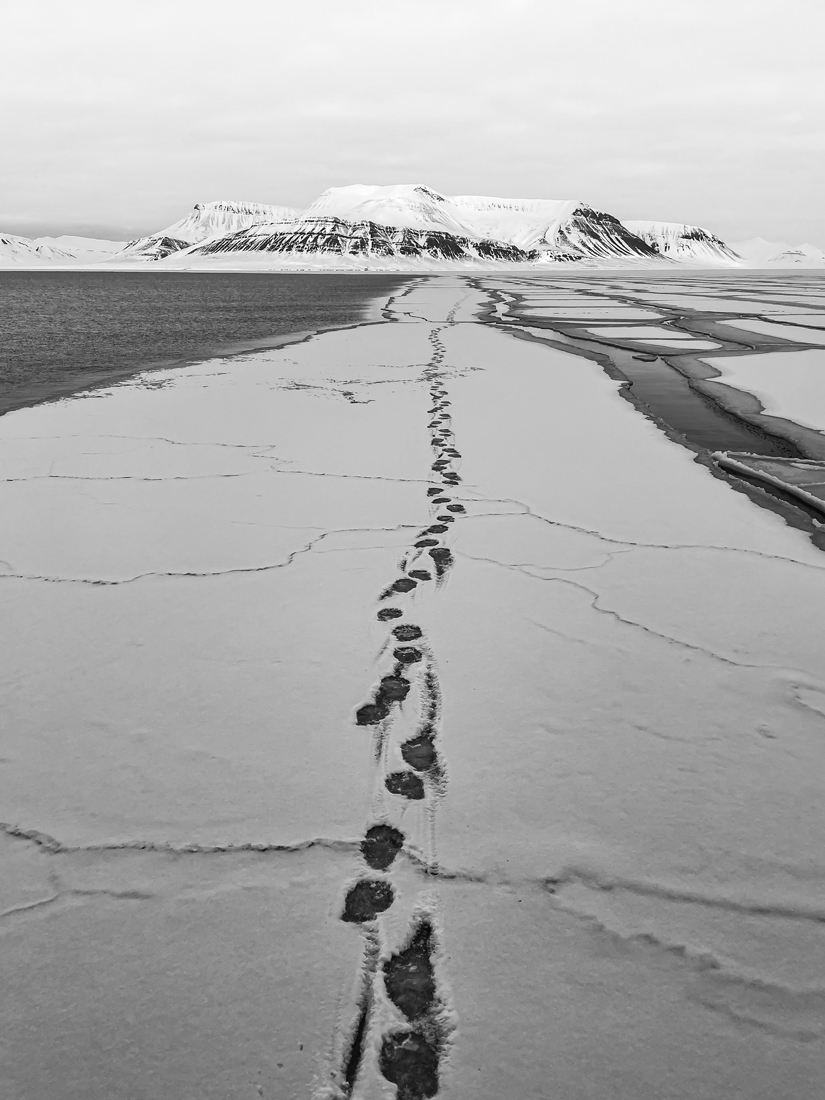 In the footsteps of the polar bear