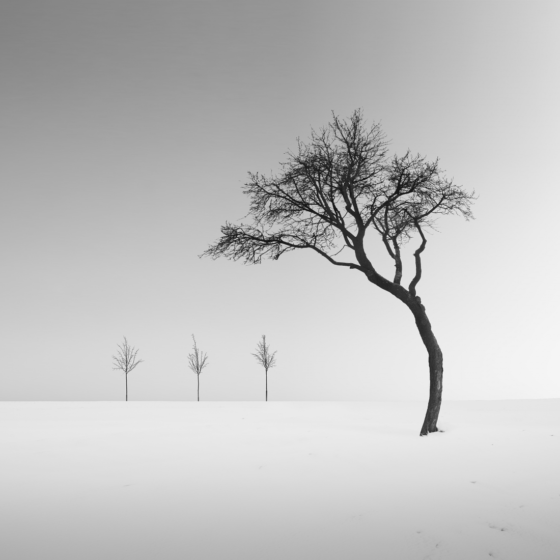 The guardian