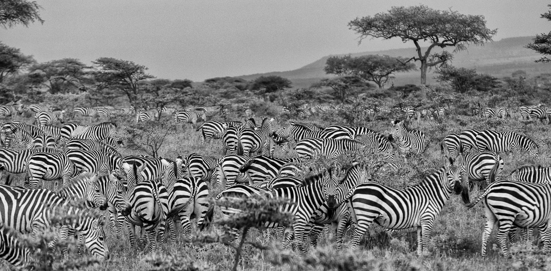 Zebra Lines