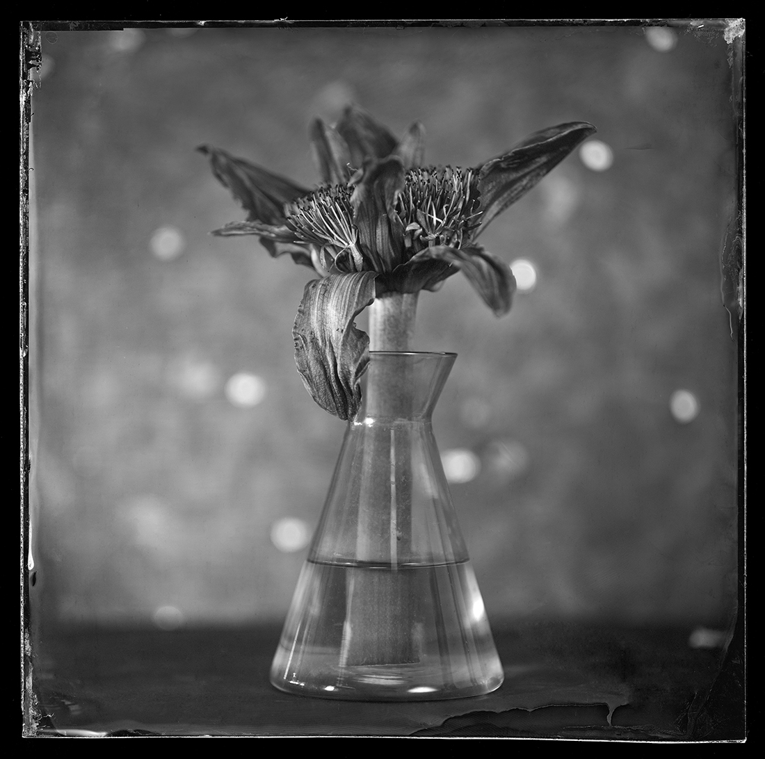 Amaryllis